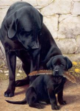 Like Father Like Son - Mounted