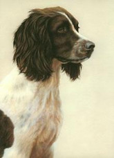 Just Dogs - Liver & White English Springer Spaniel - Dark Wood Framed