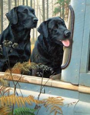 Pick Up Partners - Large - Print