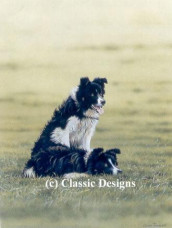 Teamwork - Border Collies - Print