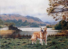 Casper - Golden Retriever - Mounted
