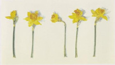 Narcissi - Mounted