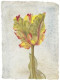 Tulip VI - Mounted